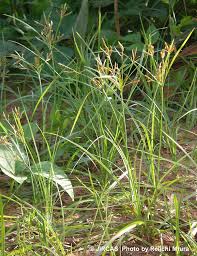 Cyperus Rotundus